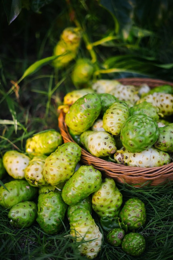 诺丽蓝莓果饮