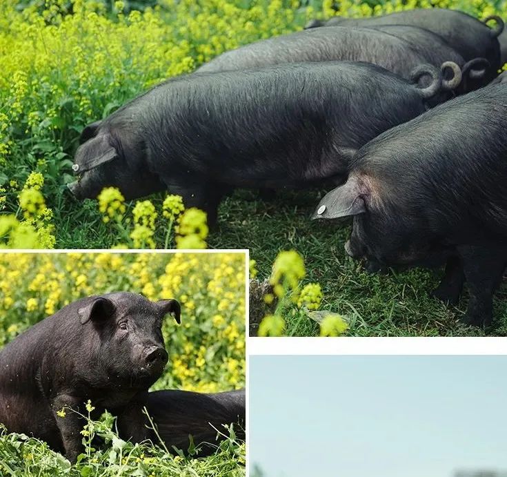 1730682271190463.jpg 0009.jpg